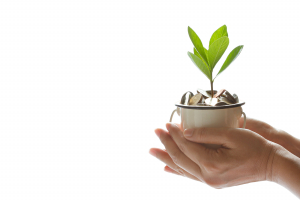 Hands holding a small pot with money and plant.